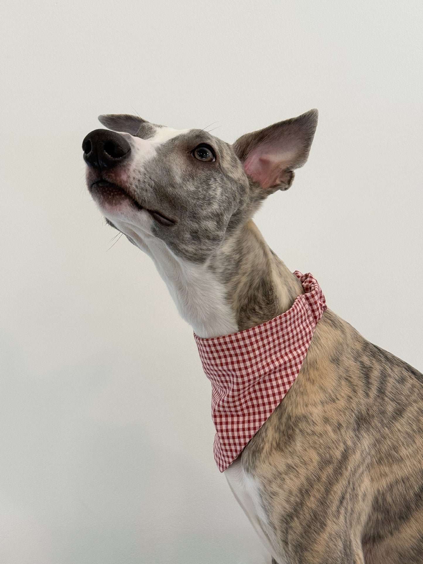 Festive Slip-On Bandana (red and white)